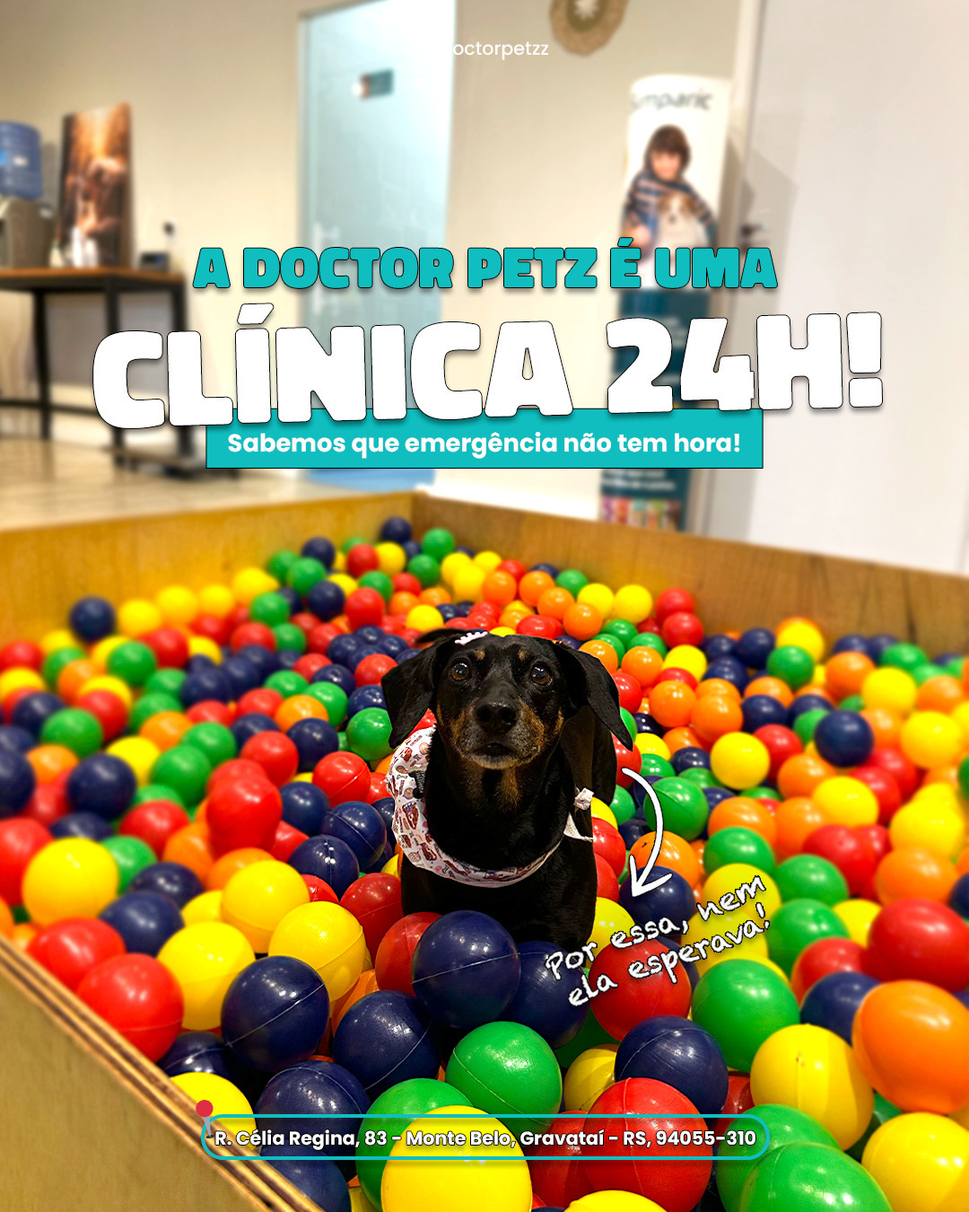 Arte oficial Doctor Petz sobre atendimento 24 horas com cachorro em piscina de bolinhas